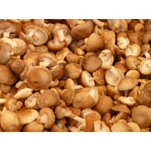 Shiitake gomba 1000g